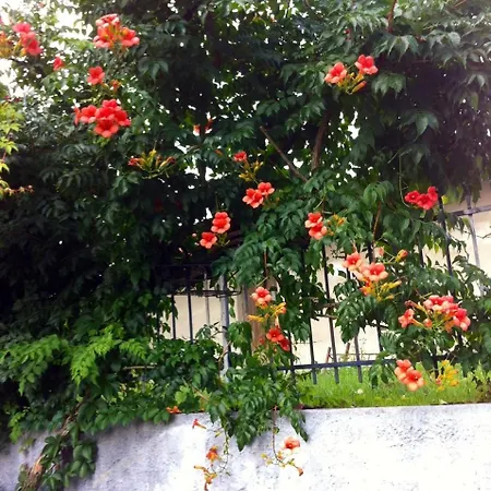 San Francesco Borgomanero