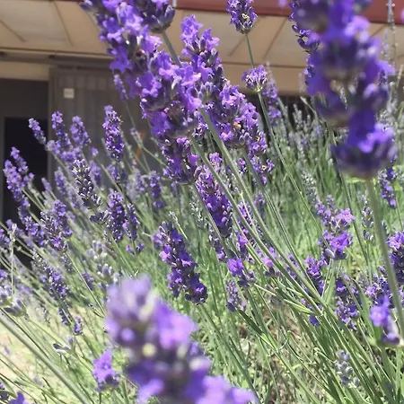 San Francesco Borgomanero